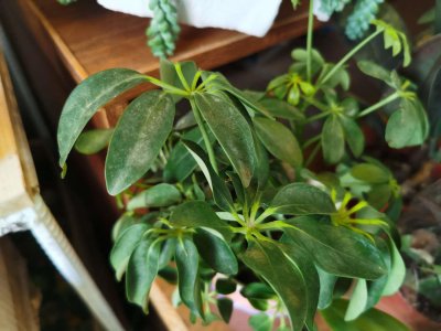 ​鸭脚木怎么浇水