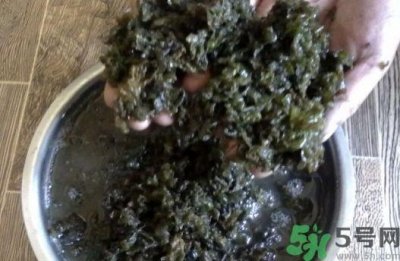 ​地皮菜可以和丝瓜一起吃吗?地皮菜能和丝瓜同吃吗?