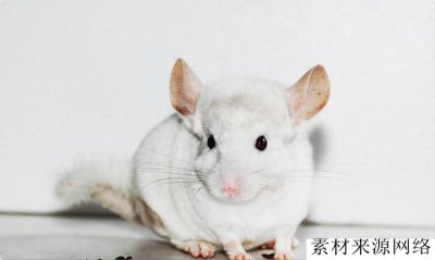 ​南美洲栗鼠有什么特点，它们对环境有何影响，以什么为食？