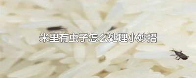 ​米里有很多小虫子怎么办 米里有虫子怎么办能去掉?