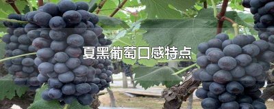 ​夏黑葡萄甜吗 夏黑葡萄是甜的还是酸的