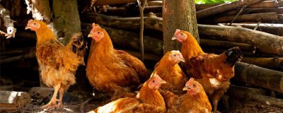 ​鸡的住处叫什么名称