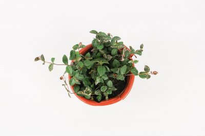 ​络石的繁殖方法