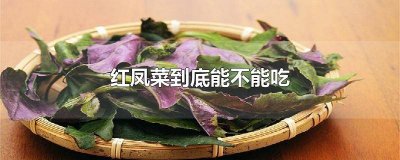 ​红凤菜到底能不能吃呀视频 红凤菜到底能不能吃呀图片