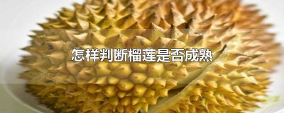 ​如何判断榴莲是否成熟过 怎么样判断榴莲是否成熟