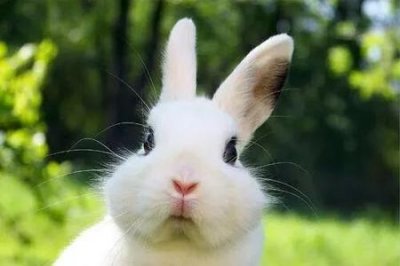 ​为什么兔子不能喝水?今天可算知道了(为什么说兔子不能喝水)