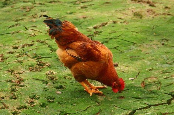 命中注定“富贵鸡”!1969年出生的属鸡人,财运不断大富大贵!