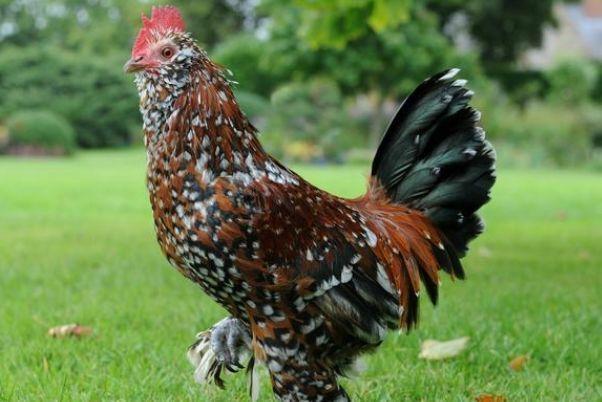 命中注定“富贵鸡”!1969年出生的属鸡人,财运不断大富大贵!