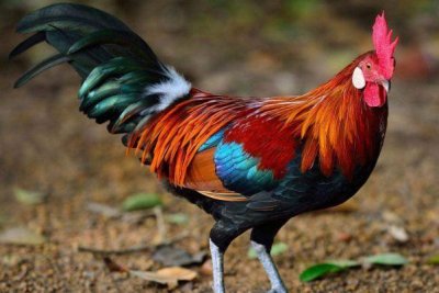 ​命中注定“富贵鸡”！1969年出生的属鸡人，财运不断大富大贵！