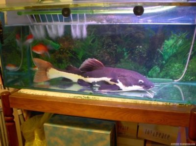 ​红尾鲶如何养（红尾鲶怎么养好）