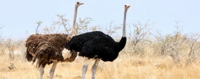 ​鸵鸟吃什么食物为主