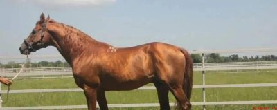 ​如日中天打一生肖（如日中天打一生肖的答案是马）