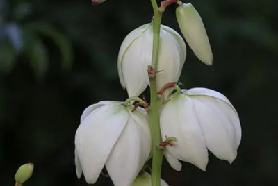 ​新买的凤尾兰怎么养护 凤尾兰如何养护长得旺盛