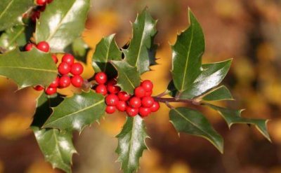 ​枸骨根的功效与作用（枸骨根的副作用）