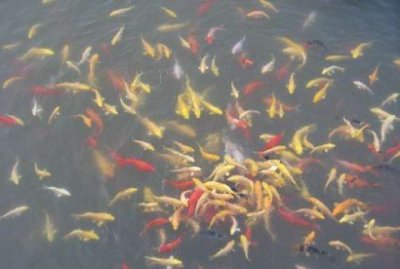 ​临渊羡鱼的下一句，临渊羡鱼的下一句是什么，战国时期秦国白起坑杀赵兵四十万