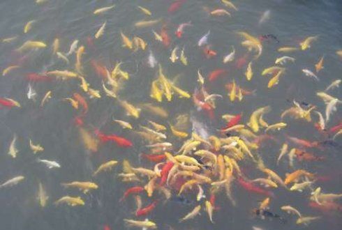 临渊羡鱼的下一句是什么,战国时期秦国白起坑杀赵兵四十万的是哪场战争