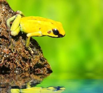 ​青蛙冬眠的方式,青蛙是怎样冬眠的?