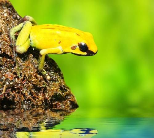 青蛙是怎样冬眠的?