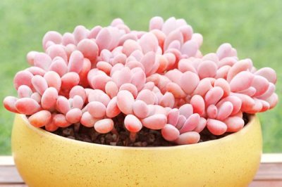 ​哪种多肉最好看？推荐十大最漂亮的多肉植物