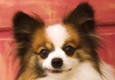 ​博美犬小型大型？博美小型和大型怎么样分别