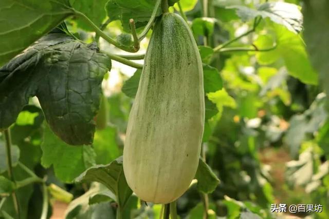 羊角蜜、羊角脆怎么区分?这4招,保你挑到真羊角蜜,又香又甜