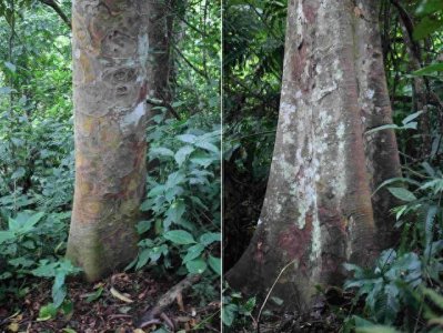 ​盘点世界上最毒的十种植物！