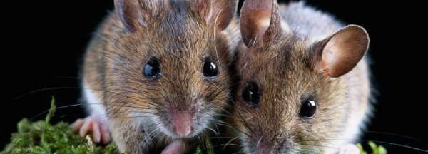 自制老鼠药配方洗洁精,用洗洁精制作的老鼠药有用吗图6