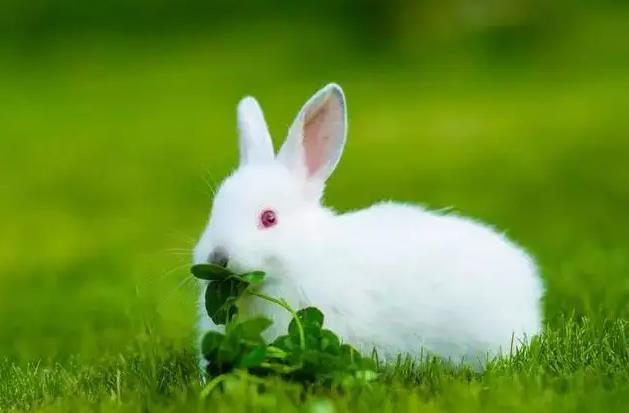 7属兔的一生婚姻