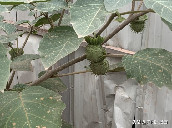 毛曼陀罗：白色的花，带刺的果，美丽的背后还有更多内涵