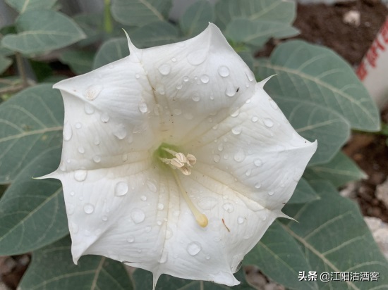 毛曼陀罗：白色的花，带刺的果，美丽的背后还有更多内涵