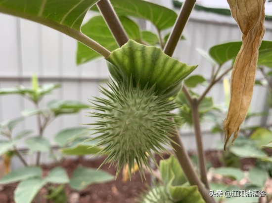 毛曼陀罗：白色的花，带刺的果，美丽的背后还有更多内涵