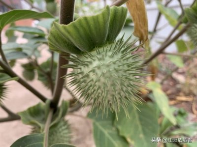 ​毛曼陀罗：白色的花，带刺的果，美丽的背后还有更多内涵