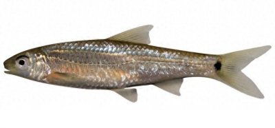 ​鱼类百科之白条鱼