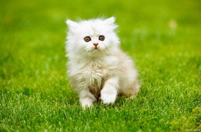 ​养猫技巧：怎么判断母猫发完情了