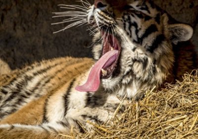 景阳冈在哪里?武松打虎地,还是龙山文化遗址