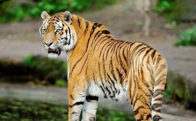 零点百科:老虎吃人吗?权威解答来了