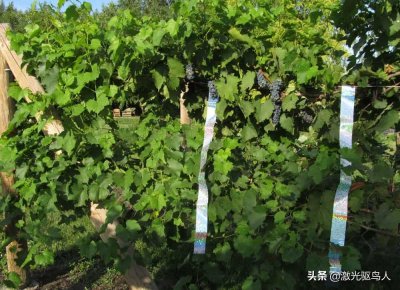 ​激光驱鸟器不管用？看完真相就明白，可驱赶90%的鸟类