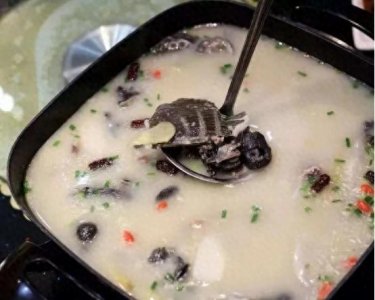 ​来一道香喷喷的乌鸡甲鱼汤