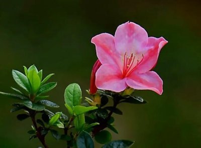 春鹃~盛开时五彩缤纷、满山遍野,彩霞绕林,十分素丽。