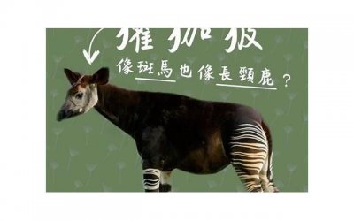 ​应该陪父母还是陪孩子成长