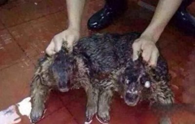 ​水猴子是什么？科学家解释水獭为民间俗称的水鬼