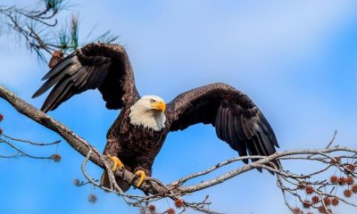 ​美国的国鸟是鹰，法国的国鸟是高卢雄鸡，那么我国的国鸟是什么？