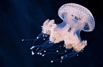 ​野生水母一般吃什么？看似温柔的水母，在捕食的时候其实特别凶狠