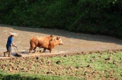 ​“农业税”是什么？今年又开始收税了？咋回事？
