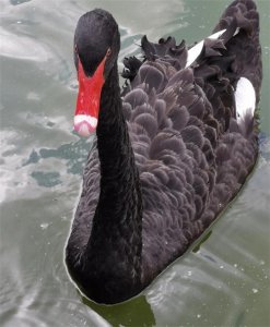 ​黑天鹅事件是什么意思？有何显著的实际案例？