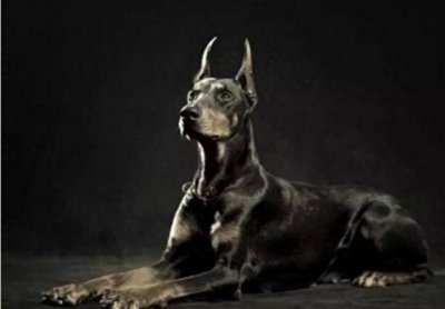 ​养杜宾犬有什么好处？5大好处，让你从此爱上它