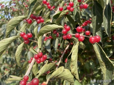 ​王维的红豆生南国，是春来发几枝，还是秋来发故枝？