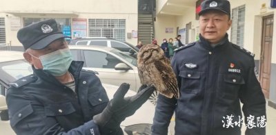 ​行踪诡秘的东方角鸮怎么受伤了